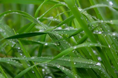 Taze çiy damlaları sabahın erken saatlerinde yemyeşil çimenlerin üzerinde parıldıyor. Huzurlu bir bahçe inzivasında huzurlu bir atmosfer yaratıyor..