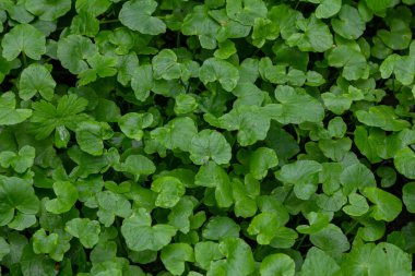 Yoğun yeşil yapraklar, yumuşak güneş ışığıyla aydınlanan nemli bir bölgede sağlıklı bir ekosistemin geliştiğini gösteren zemini örtüyor..