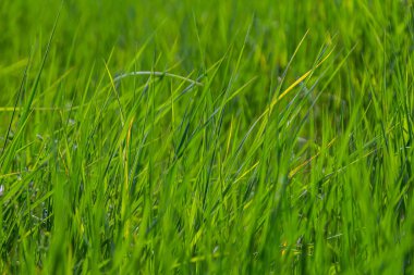 Canlı taze çimenler, güneşli bir yaz günü, doğanın güzel bir gösterisinde rüzgarla hafif hafif dans ederek araziye yayılır..