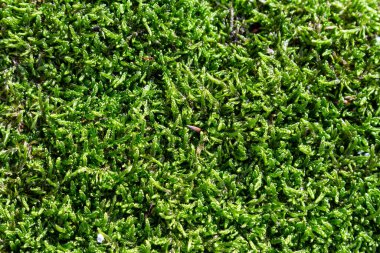 Taze yeşil yosun battaniyeleri yumuşak sabah ışığı ile aydınlatılan orman zemini karmaşık dokuları ve doğanın canlı renklerini vurguluyor..