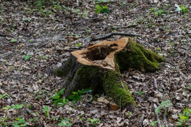 Yosun kaplı ağaç gövdesi, yapraklardan oluşan bir yatak ve ilkbaharın başlarında ortaya çıkan genç yeşil bitkilerle birlikte ormanı temsil ediyor..