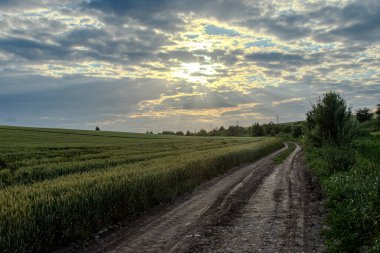 Bir toprak yol yemyeşil buğday tarlasında eserken altın güneş ışığı bulutların arasından süzülüyor sakin bir kırsal bölgede öğleden sonra.