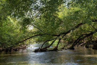 Bereketli yeşillikler ve dallarla çevrili huzurlu bir nehir doğada sükunet ve sükunet hissi uyandıran doğal bir gölgelik oluşturur..