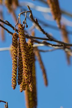 Siyah alnus glutinosa 'nın erkek catkins ve dişi kırmızı çiçekli küçük bir dalı. İlkbaharda çiçek açan kızılağaç. Güzel doğal arka plan. Temiz küpeler ve bulanık arka plan..