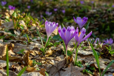 Crocus heuffelianus ya da Crocus vernus 'un dev krokusu ile kapatın. Ormanda açan mor çiçek..