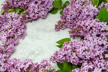 Beyaz arka planda güzel leylak çiçekleri.