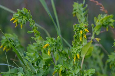 İlkbaharda, Cerinthe minör yabani doğada, çayırda ot yetiştirir..