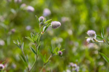 Trifolium kalkışı yakın çekim. Çayırdaki tüylü yonca. Tarlada yetişen yaz bitkileri. Renkli parlak bitkiler. Ayrıntılara seçici odaklanma, bulanık arkaplan.