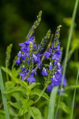 Veronica Spicata Speedwell Syn 'i zehirledi. Pseudolysimachion spicatum, Plantaginaceae familyasından bir bitki türü..