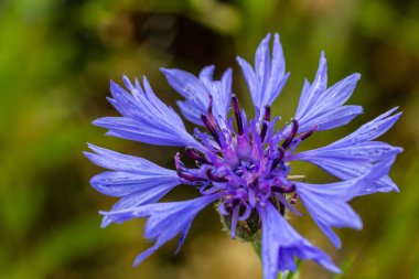 Centaurea siyanus tarlalarımızda yaygın bir çiçektir..