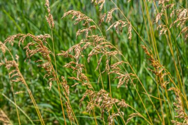 Poa trivialis rough bluegrass, ABD 'de süs bitkisi olarak kabul edilen uzun ömürlü bir bitkidir. Çimen ailesinin bir parçası..