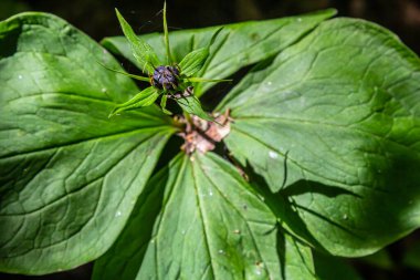 Çok zehirli bir bitki olan Kuzgun 'un gözü dört yapraklı Paris kuadrifolisi ormanlarda yetişen dut ya da gerçek aşıklar düğümü olarak da bilinir..