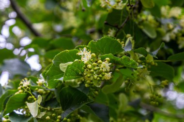 Linden, ıhlamur çiçeği Yazın ağaçta yeşil yapraklarla.