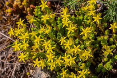Müller tohumları orman yatağında. Sedum dönümü. Tarlada yetişen sarı çiçekler.