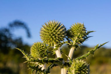 Vahşi doğada, bal bitkisi echinops sphaerocephalus çiçek açar..