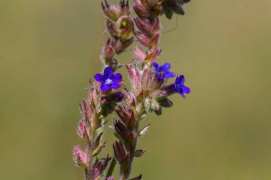 Anchusa officinalis, yaygın olarak bugloss veya yeşil arka planlı alkanet olarak bilinir..