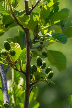 Yeşil ve kahverengi alder konileri, alder catkins ve yeşil yapraklar.
