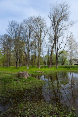 Ternopil Oblastı 'ndaki sakin bahar manzarasında, taze yeşil otlarla çevrili durgun sularda yansıyan çıplak ağaçlar doğanın yenilenmesinin güzelliğini vurguluyor..