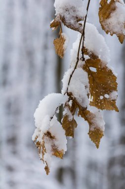 Kar örtüleri dallara yapışan kahverengi yapraklar sakin bir ormanda çarpıcı bir kış kontrastı oluşturarak sakin ve serin bir atmosferi çağrıştırıyor..