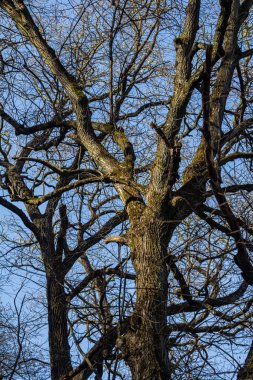 Karmaşık dalları olan uzun ağaçlar, kıtır bir kış gününde sıcak güneş ışığıyla aydınlanan yukarı doğru uzanır ve mavi arka planda çarpıcı bir kontrastlık yaratır..