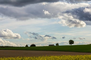 Yeşil tepeler ve dramatik bulutlar kırsal kesimde sakin öğleden sonra saatlerinde arka planı doldururken, parlak sarı çiçekler ön planda sıralanır..
