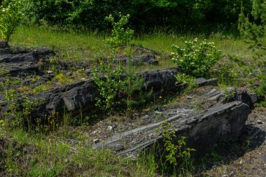 Kırık kaya oluşumları engebeli bir arazi oluştururken küçük bitkiler ve çalılar parlak bir günde onları çevreleyen yeşillikte gelişiyor..