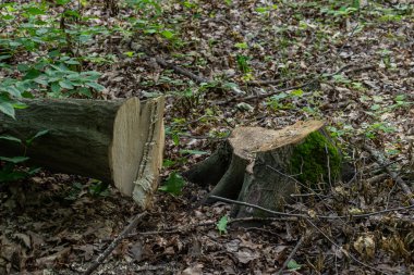 Ormanda bir kütük bırakarak büyük bir ağaç kesildi. Çevresindeki yapraklar ve doğal yaşam alanını gösteren yeşil yosun parçalarını içerir..