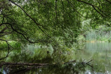 Yeşil yapraklar sakin suların üzerinde sarkır ve gölette yansımalar yaratır. Bereketli çevre, doğada rahatlatıcı bir atmosfer sunuyor..