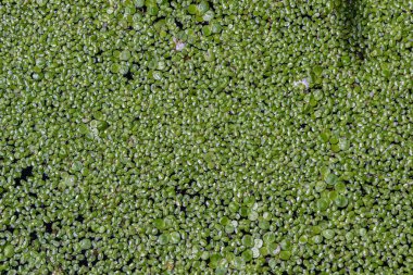 Yüzen Lemna minör kümeleri göletin yüzeyini kaplıyor. Parlak gün ışığı altında yemyeşil renklerini ve karmaşık desenlerini sergiliyorlar..
