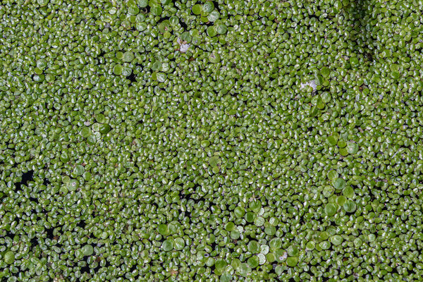 Плавающие скопления Лемна минор покрывают поверхность воды в пруду, демонстрируя свой пышный зеленый цвет и сложные узоры под ярким полуденным светом..