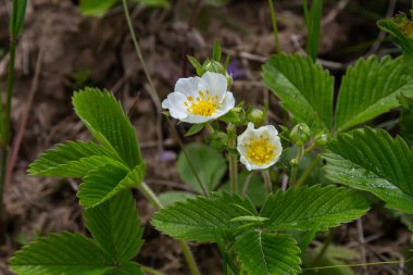 Kremalı çilek bitkisinin narin beyaz çiçekleri yemyeşil yaprakların arasında çiçek açar. İlkbaharda canlı yeşil bir ortamda doğanın güzelliğini gösterir..