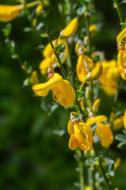 İskoç süpürgesinin parlak sarı çiçekleri, ılık bahar güneşinde tozlaştırıcıları çeken yeşil yaprakların arka planına karşı dururlar..