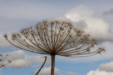 Yaygın yaban domuzu, belirgin beyaz sümsük çiçekleri ile gökyüzündeki kabarık bulutlara karşı çarpıcı bir kontrast oluşturarak dimdik ayakta duruyor.