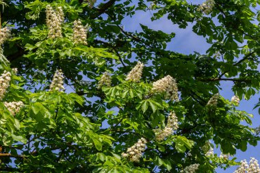 At kestanesi ağacı yemyeşil palmiye yapraklarını ve güzel piramit çiçekleri sergiliyor ilkbaharda parlak mavi gökyüzüne karşı çarpıcı bir kontrast oluşturuyor..