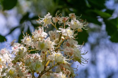 Beyaz çiçek demetleri yemyeşil yapraklarla çerçevelenmiş At Kestane ağacında çiçek açar. Bu güzel manzara baharda huzurlu bir park ortamında gözlemlenir..