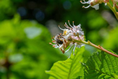 Güneşli bir yaz bahçesinde bir at kestanesi ağacı kokulu beyaz çiçekler sergilerken arılar özenle yemyeşil yapraklarla çevrili nektarları topluyor..