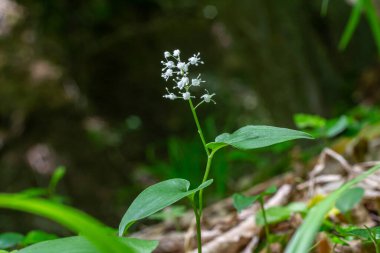 Maianthemum bifolium, bahar mevsimi boyunca canlı bir orman ortamında iki yeşil yaprak ve küçük beyaz çiçek kümeleri sergiliyor..