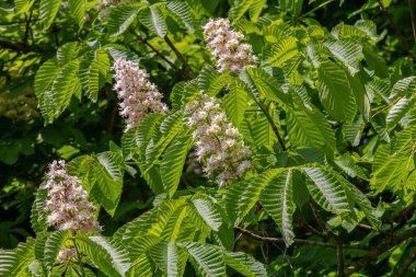 Bereketli Aesculus hipocastanum, sakin bir bahar ortamında yeşil bir zemin üzerinde canlı palmat yaprakları ve kokulu beyaz çiçek kümeleri sergiliyor.