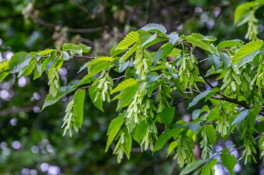 Carpinus Betulus 'un zengin yeşil yaprakları dallardan sarkan dişli kenarlarını ve kanatlı meyvelerini güneş ışığı canlı bir gölgelikten süzülürken sergiliyor..