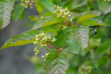 Bahar mevsimi boyunca canlı yuvarlak yapraklarla çevrili Tatar akçaağaç dallarında yeşil-beyaz çiçek demetleri açar..