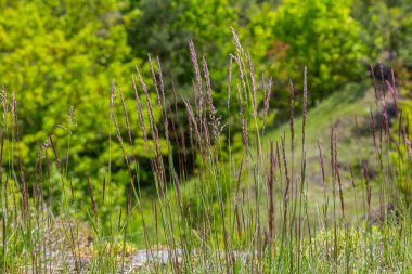 Yorkshire 'ın sisli otları yeşilliklerle dolu canlı bir arazide yükseliyor. Bu da bahar mevsiminde doğal yaşam ortamında ekosistemin canlılığını yansıtıyor..