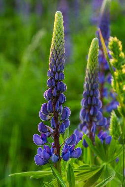 Bigleaf lupine 'in uzun mavi çiçekleri yemyeşil yapraklar arasında belirgin bir şekilde yükselir ve baharda çevreleyen doğal manzaraya karşı çarpıcı bir kontrastlık yaratır..