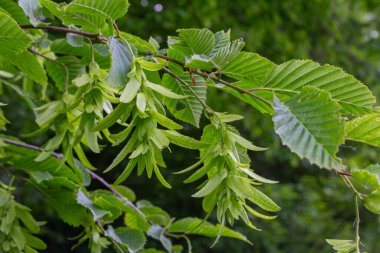Avrupa boynuz demeti ağacının yaprakları ve kanatlı meyveleriyle belirgin bir şekilde sergilenmekte ve bahar sonlarında canlı bir ormanın özünü yakalamaktadır..