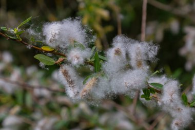 Beyaz Söğüt 'ün yumuşak kabarık çiçekleri, durgun bir su kaynağının yanındaki dallardan sarkan ve bahar bitkisinin güzelliğini ön plana çıkaran.