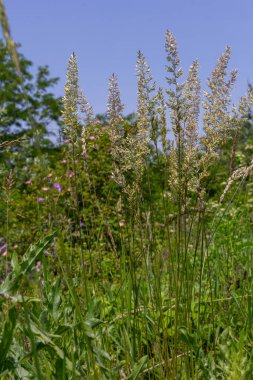 Uzun çim gövdeleri gururla durur parlak bir çayırda güneşlenerek açık yaz gününde renkli kır çiçekleri ve yemyeşil yapraklarla..