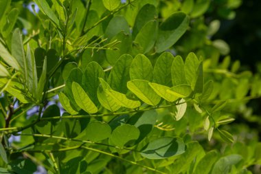 Güneş ışığı, Robinia 'nın yemyeşil yapraklarının arasından süzülür. Psödoacia, yazın canlı yaprakların arasında açan güzel kokulu beyaz çiçekleri gözler önüne serer..