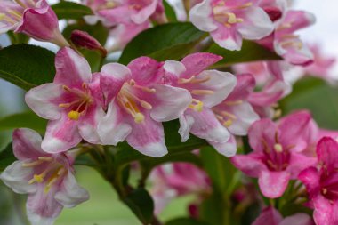 Weigela Florida 'nın pembe çan şeklinde çiçekleri bir bahçede canlı bir görüntü oluşturur. Bereketli yeşil yapraklar canlandırıcı bahar mevsiminde bu güzel çiçekleri tamamlar..