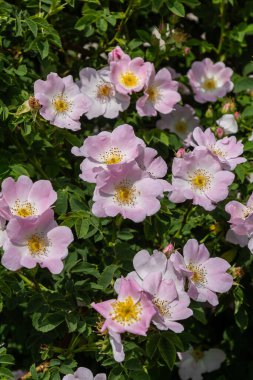 Canlı Rosa kanina çalıları yumuşak pembe çiçekleri ve yemyeşil yeşillikleri sergiliyor. Açık gökyüzünün altında güneşli bir bahçede büyüyorlar..