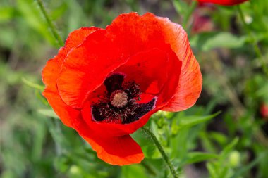 Canlı kırmızı gelincik, gelişmekte olan bir alanda dimdik duruyor. Narin taç yapraklarını vurguluyor ve baharın gelişinin yemyeşil zeminine karşı karmaşık detaylar veriyor..