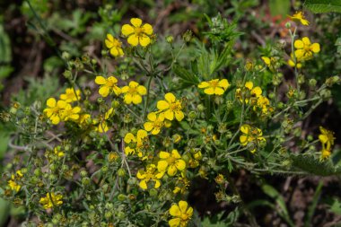 Sarı beş yapraklı çiçekler, güneşli bir bahçedeki gümüşi yapraklarla çevrili Hoary Cinquefoil 'de açar. Bu bitkisel bitki bahar sıcağında gelişir..